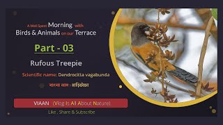 Rufous Treepie - Watching bird from terrace  | #nature #vlog #wildlife #trendingwildlifevideos