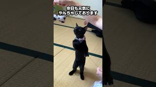 【ドタバタ】やんちゃすぎるあの子猫達に振り回されるスタッフ達（笑）#shorts #動物病院