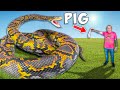 A Giant Rabbit Was Eaten By A 20 Foot Snake!