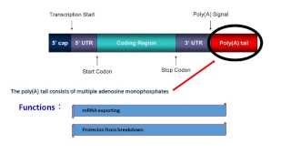 Polyadenylation