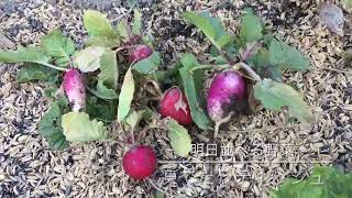 22.2.1菜園と鍼灸院