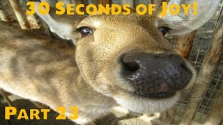 30 Seconds of Joy! Part 23! Deer Kisses!?