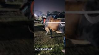 Heavy Body Fighter Deshal Bull Entry Moment in Prani Shompod Prodorshoni 2024 | #cow #agro #cattle