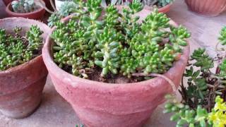 Sedum (rubrotinctum) jelly beans succulent  plant