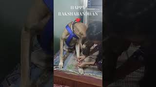 Happy rakshabandhan #dog #shorts #short #rakshabandhan #cutedog