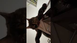 Why is our #cat so weird? #love #cat #funnycats #funnyanimals #funny #catlover #catvideos #catshorts