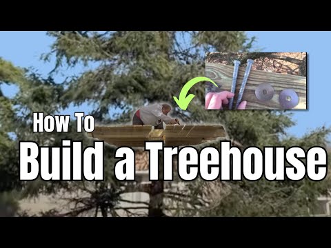 Building a Treehouse Platform in a Pine Tree in the Woods Building a Treehouse Platform in a Pine Tree in the Woods
