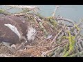 Oh poo! Rutland Osprey mum Maya gets a mouthful 13 May 2021