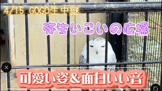 鼻息が聞こえる動物広場！in弥生いこいの広場ひろば