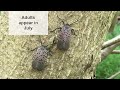 spotted lanternfly identification and life cycle