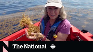 Tracking the massive mound of seaweed stinking up beaches