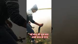 New Life of Fishes#मछलियों का नया जीवन#new year 2025# short video#viralvideo#yamunariver@agra