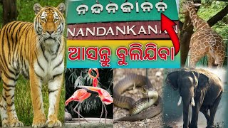 Exploring Nandankanan Zoological Park A 2025 Adventure| Nandankanan Zoo bhubaneswar | #nandankanan