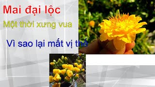 Mai Đại Lộc vì sao lại mất vị thể những giống mai hot hiện tại | Bonsai nam bộ