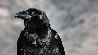 12 Pros and Cons of Having a Crow as a Pet