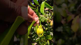 மனோரஞ்சிதம் பூ  |Manoranjitham flower #flowers #video #exotic #plants