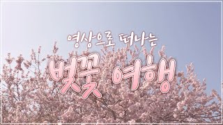 광주와 근교 화순의 벚꽃 명소, 나들이 대신 집에서 영상으로 즐겨요 🌸