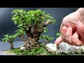 My Portulacaria afra, Baobab Style Forest, Show Prep, The Bonsai Zone, Sept 2023