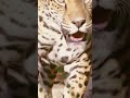 the strongest bite force of any big cat the jaguar