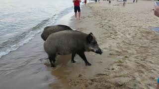 Dziki ponownie na plaży w Sopocie  28.07.2020  godz. 19:48