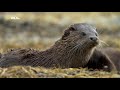 nat geo wild Дикая природа Шотландии Высокогорье. Лето wild scotland. highlands