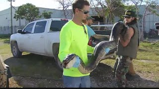You're looking at a record-setting 17-foot python