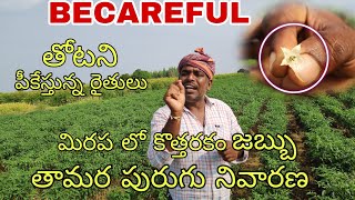 chilli crop new problem | western flower thrips control | మిరప లో పూత పురుగు నివారణ Gunti Nagaraju