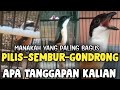 Mencari Yang Paling Istimewa Antara Cendet PILIS - SEMBUR - GONDRONG VERSI BANG UCUP