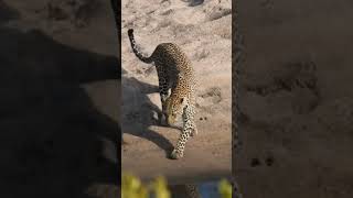 Leopard Leap #Wildlife | #ShortsAfrica