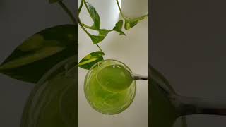 benefits of Neem leaves and aloe vera gel for dry skin due to dehydration. pure herbal #herbal #best