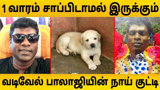 1 வாரமாக சாப்பிடாமல் இருக்கும் வடிவேல் பாலாஜியின் செல்ல நாய் குட்டி ! vadivel balaji