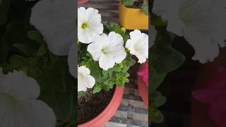 Beautiful petunias flowers 😍❤️# ytshorts #gardeningwithsimmy