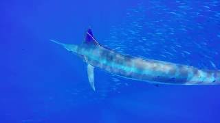 Blue Water Hunter Hawaii Spearfishing Charter (808) 938-1901 (Marlin)