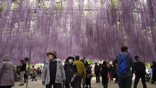 あしかがフラワーパーク「ふじのはな物語 大藤まつり 2023」 Ashikaga Flower Park in Spring (4K Ultra HD)