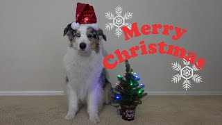 愛犬からのメリークリスマス【Australian Shepherd】オーストラリアンシェパード