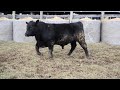 2018 wardensville bull test tag 163