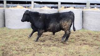 2018 Wardensville Bull Test Tag 163