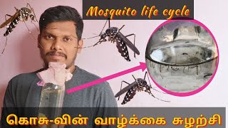 Mosquito life cycle | கொசு எப்படி உருவாகிறது