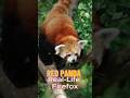 Red Panda: The Real-Life Firefox!