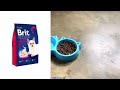 which brand cat food is best 🤔 different types of cat food under 1000 best dry cat for adult cats😱