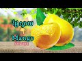 name fruit vocabulary 36 word រៀនស្គាល់ឈ្មោះផ្លែឈើ 36ពាក្រ ching pov