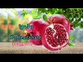 name fruit vocabulary 36 word រៀនស្គាល់ឈ្មោះផ្លែឈើ 36ពាក្រ ching pov