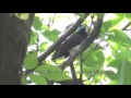 今季二度目のサンコウチョウ 2017：三光鳥：terpsiphone atrocaudata－ 大阪城公園ー2017 05 04