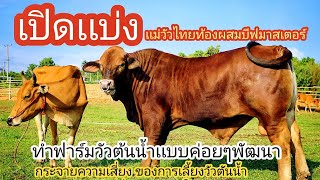 เเบ่งเเม่วัวไทย ท้องบีฟมาสเตอร์ เอาไปรอลูกสวยๆได้เลย เเม่วัวไทยราคาต่ำกระจายความเสี่ยงได้0659952899