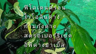 พาชมไม้ด่างตระกูล ฟิโลเดนดรอน(Philodendron)