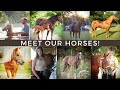 Meet All Of Our Horses! ~ 19 AND COUNTING!!!