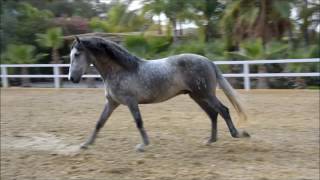 GRANADERO VIII YEGUADA DE LA CARTUJA www.andalusianhorsedirect.com