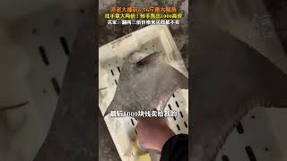 比手掌还大许多！#渔夫捕获近7斤鲳鱼秒拍出千元高价 （供稿：普陀融媒体 来源：美丽浙江）#野生海鲜 #年年有大鱼 #中国蓝国际culture #興趣 #創意 #创意 #美食