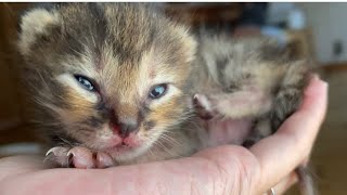 保護した赤ちゃん子猫の目が少しずつ開いてきました