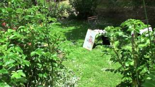 PAUL RILEY Painting Flowers in Gardens